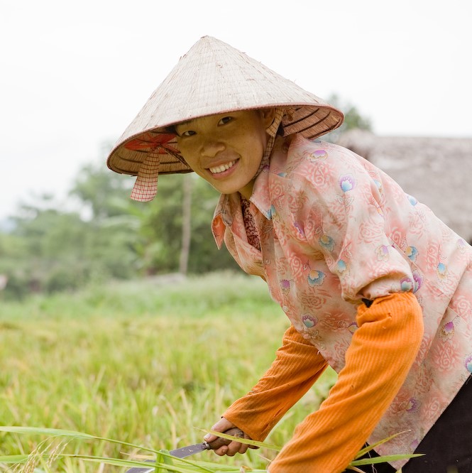 Vietnam_harvesting